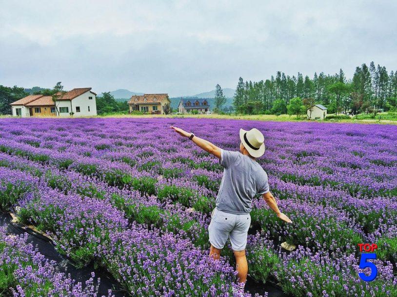 Hoa lavender đà lạt