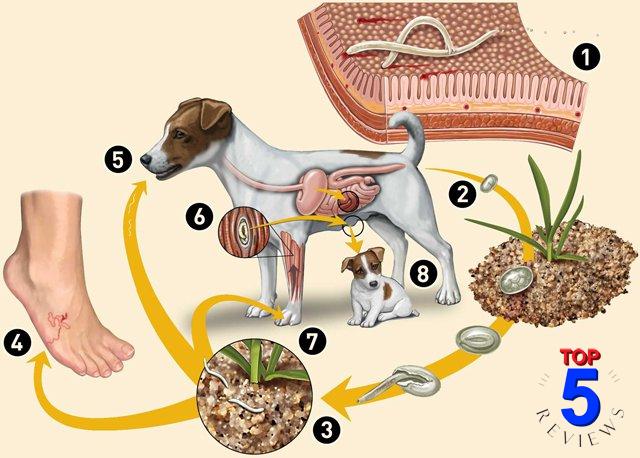 Bệnh sán chó là gì ? Nguyên nhân và cách xử lý khi bị sán chó